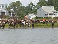 Chincoteague Pony Swim July 2007 070